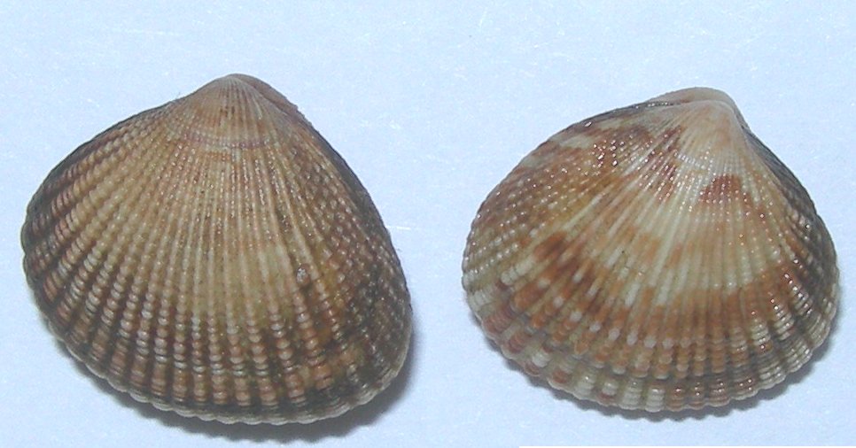 Timoclea ovata